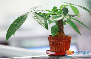 二、发财树养殖细节大杂烩——科学+乱七八糟混合体