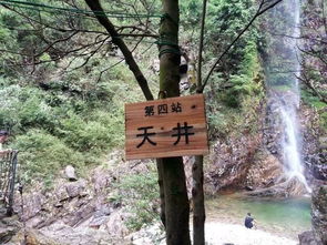 树上餐厅吃饭的感觉怪怪的