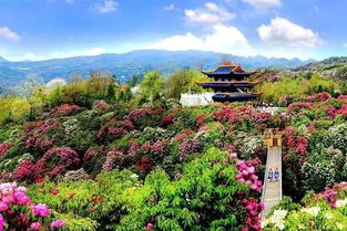 从赏花到安家：百里杜鹃如何让游客流连忘返？这里有答案！