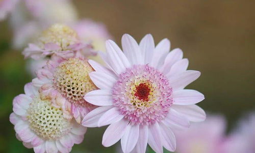 天羯座出生日期和幸运花是什么？