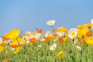 一、春天的花海：票价像花瓣一样掉下来还是飞上天？