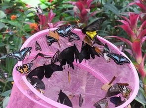 蝴蝶扎堆的地方真的风水好吗？