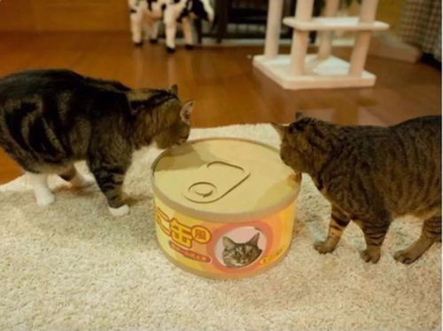 星座与猫的神秘关联