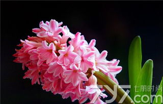菖蒲花象征着哪些美好的寓意和传统象征意义？