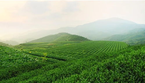 二、 安溪茶叶公园：生态与文化的完美结合
