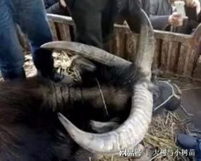 感受到了威胁：凶险的预警？