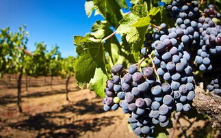 四、  包河燕子沟：老合肥人的“私藏”，三十年不变的藤蔓密码