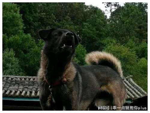 天蝎男：装什么受伤小狼狗