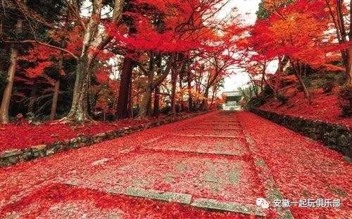 栖霞山的红叶：到底有多红？