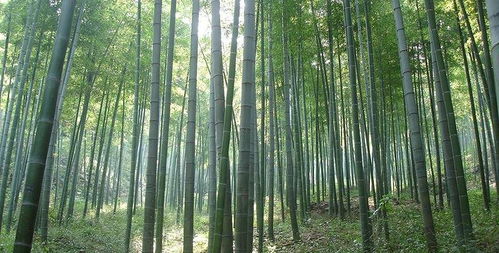 第一章:先给天荒坪磕头——从「山里水库」到「星际储能奇幻谷」是闹哪样?