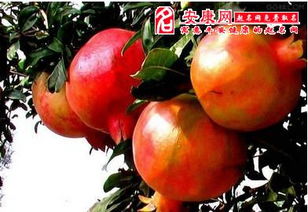 三、起名改名实战：怎样给石榴木和较大漠水配一个“不倒翁”式良好名字？