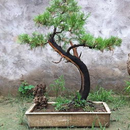 院子盆景摆放,院子盆景摆放