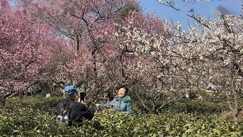 小贴士&乱入噪音区