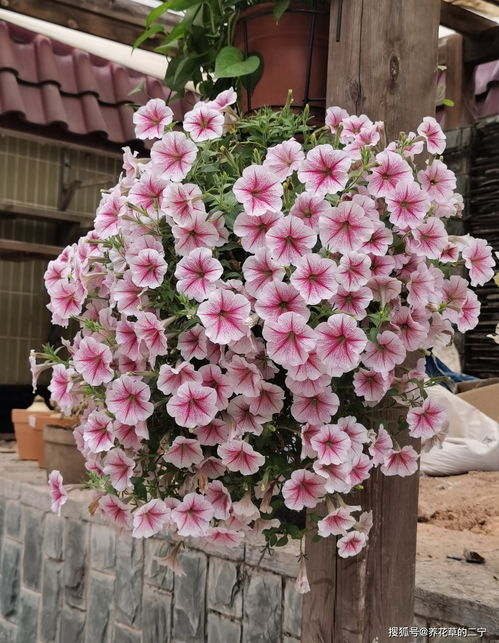 十二生肖分别对应的幸运花是什么？