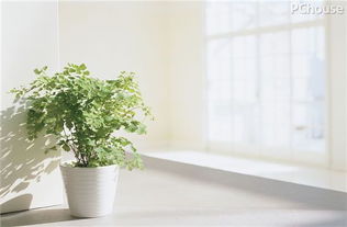 家里摆放大量植物会对风水产生哪些具体影响？