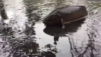 属鸡：金气受损