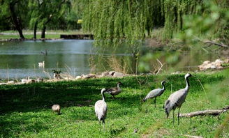 天呐！这些动物也太惨了吧