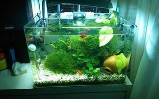 为什么金鱼缸特别管用？