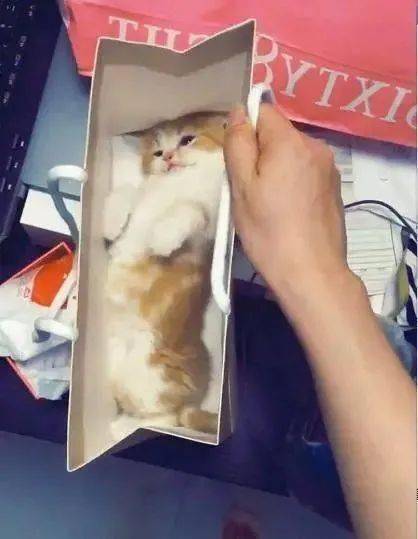 床下有声音