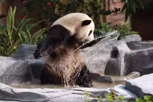 熊猫馆：一场漫长的等待