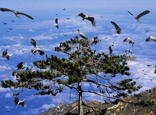 苍鹭峰三日游：一场被“优惠”绑架的奇幻漂流