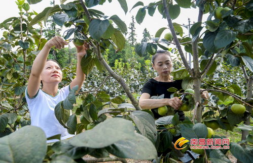 采摘乐趣与丰收景象
