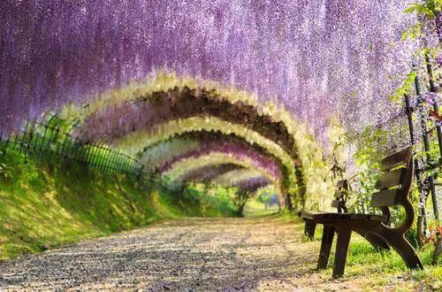 紫藤花墙，韩剧既视感！