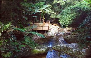 一、 五指山雨林的“神秘面纱”（其实就是一层层雾）