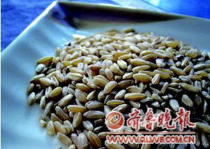 给牛改善伙食