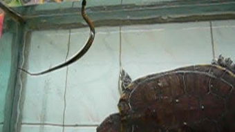 风水得龟蛇第二个地，蛇风水图片是什么样子的？