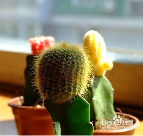 坛子放家里哪里比较好,家里放坛子的风水