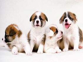 大门前养狗对家吉利吗,大门前养狗对家吉利吗