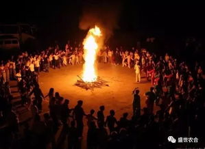 东林岛：野营+篝火晚会