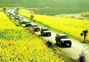 野菜包子的奇遇记