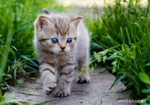 黄猫：行走的金元宝