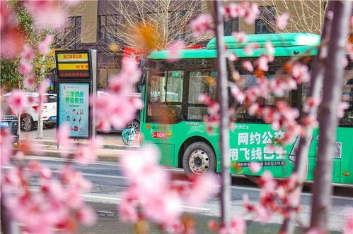 停运事件的背景：从城里血脉到游客命脉