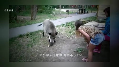 生存策略：共存而非对抗