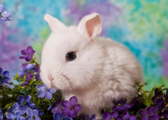 找到兔子被鬼附身 (简直不敢相信自己的眼睛!)