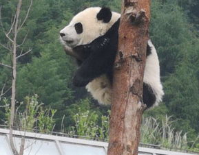 震惊！卧龙熊猫基地门票竟然藏着这些惊天秘密！