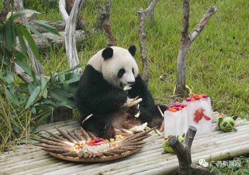 动物迷惑行为大赏：花式摆烂冠军