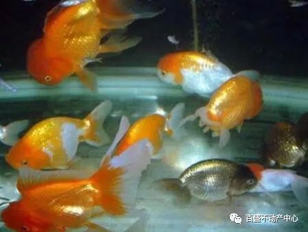 鼠鼠人的办公室鱼缸风水大揭秘！2026年运势抢先看