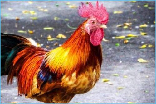 属鸡剪什么发型旺财运？今天属鸡的人能剪头发吗？