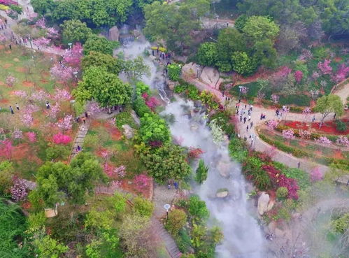 第四站：较大屏山郊野公园（海沧）——樱花谷与360°海景兼备