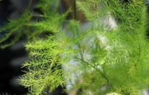 文竹的风水作用与功效,文竹的风水作用与功效