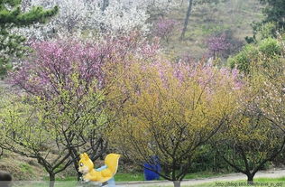 梅园简介， 赏花指南（随便写的）
