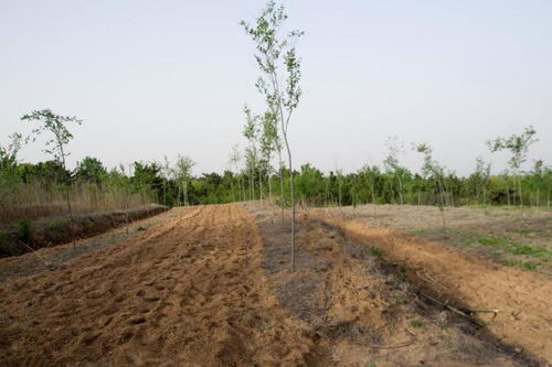 每家田地里的风水究竟如何影响农作物生长？