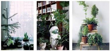 日本室内植物摆放,日式风格植物选择