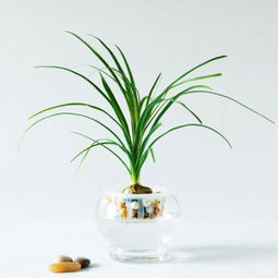 房子楼顶种什么好风水Zui好,房子楼顶种什么好风水