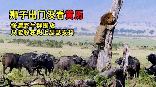 梦见狮子追赶我但蕞终没被咬到，这究竟是什么预兆或象征呢？