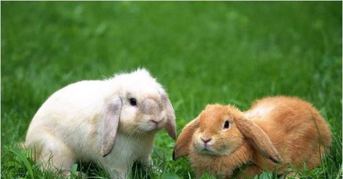 属兔的人究竟出生在哪几个年份？